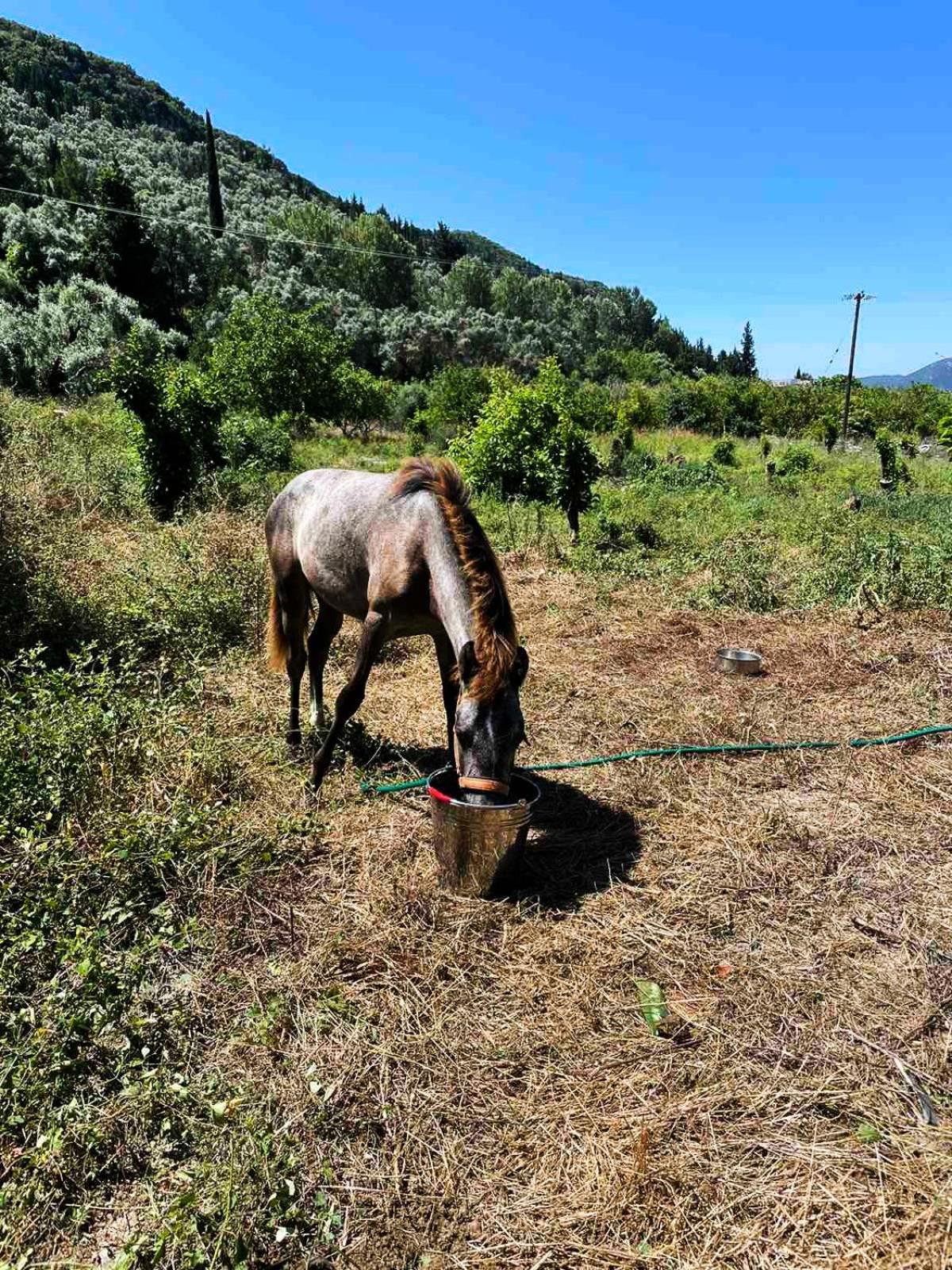 Lily Home_Lefkada ~ Private Country House Kondaraíni Екстериор снимка